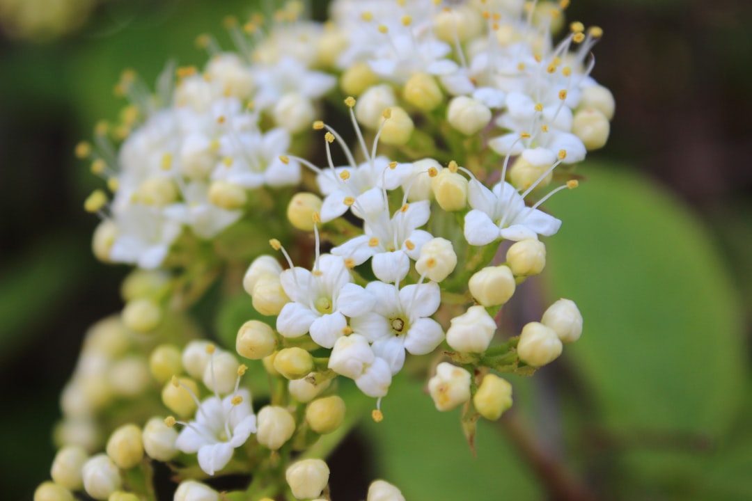 a close up of a bunch of white flowers